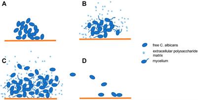 Recent Developments on Using Nanomaterials to Combat Candida albicans